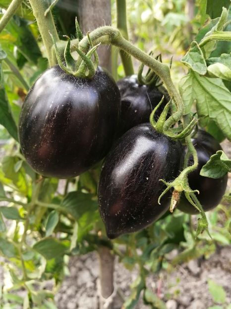  - SEMINTE ROSII - T 412 GARGAMEL