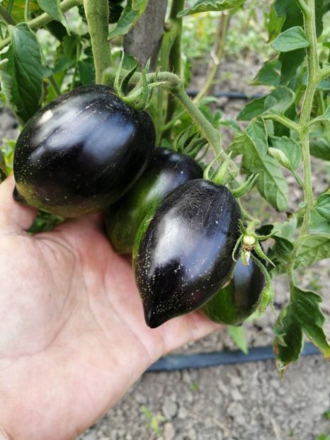  - SEMINTE ROSII - T 412 GARGAMEL