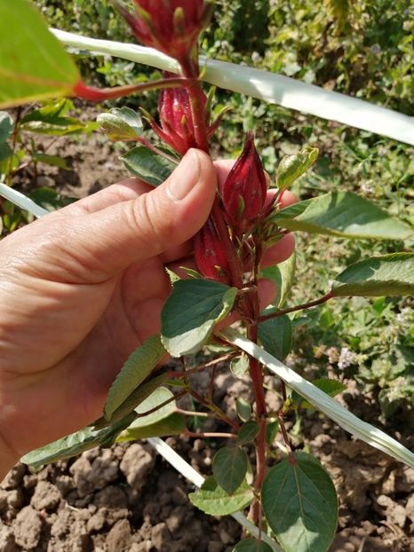  - SEMINTE HIBISCUS SABDARIFFA - D 205 ROSELLE