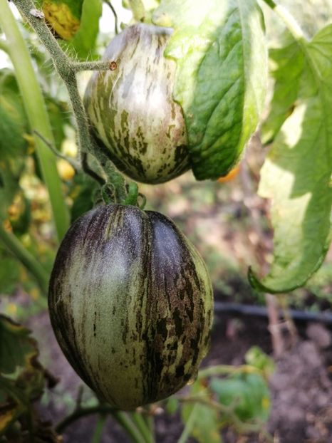  - SEMINTE ROSII - T 713 DAMASCUS STEEL