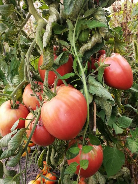  - SEMINTE ROSII - T 686 CUL DE SINGE