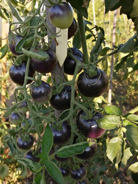  - SEMINTE ROSII - AZUL DE ARIZONA