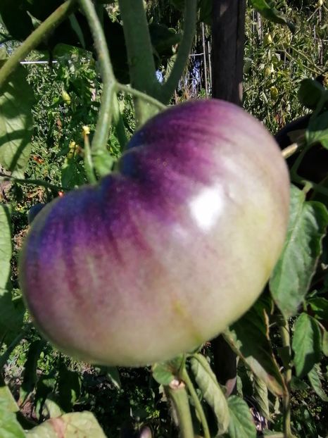  - SEMINTE ROSII - T 411 GREAT WHITE BLEU