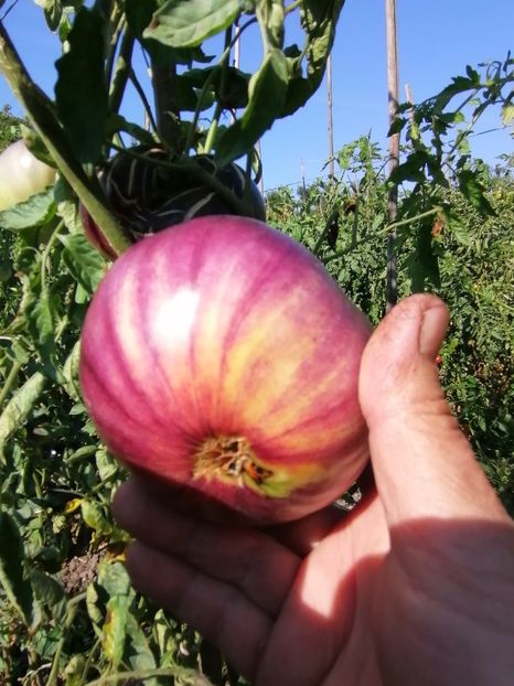  - SEMINTE ROSII - T 411 GREAT WHITE BLEU