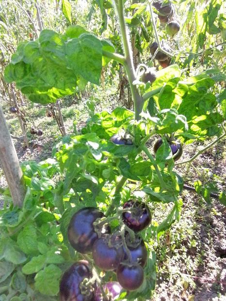  - SEMINTE ROSII - T 764 ANTHO STRIPPED DWARF