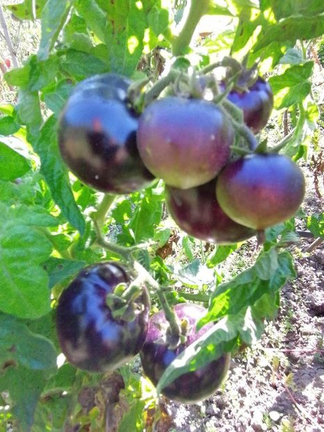  - SEMINTE ROSII - T 764 ANTHO STRIPPED DWARF