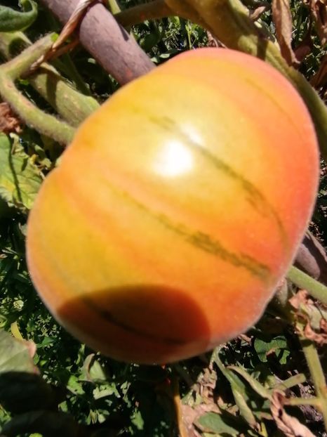  - SEMINTE ROSII - T 677 APRIKOS APRIKOSE