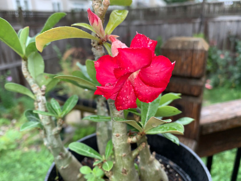  - Jurnalul gradinii 2021