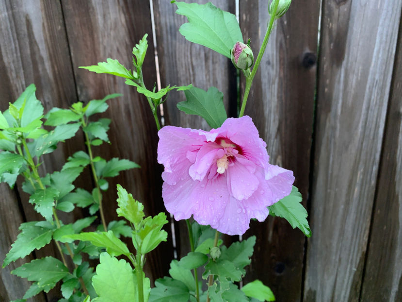  - Jurnalul gradinii 2021