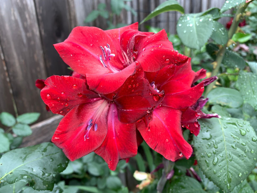  - Jurnalul gradinii 2021