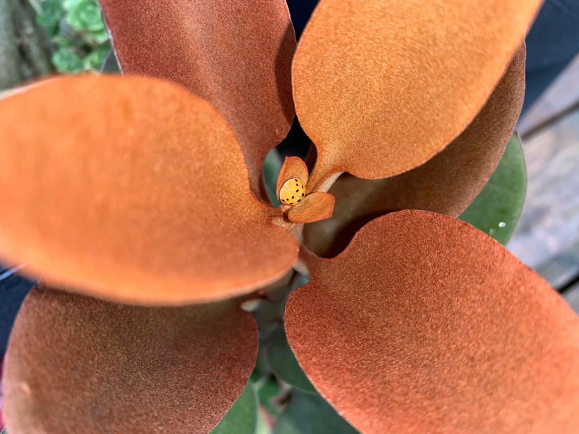 :) :) :) - Jurnalul gradinii 2021