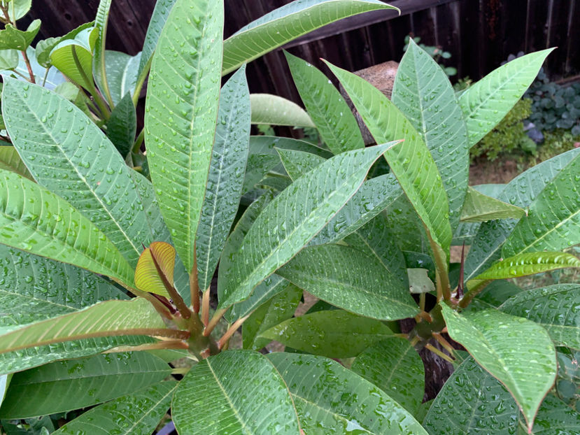  - Jurnalul gradinii 2021