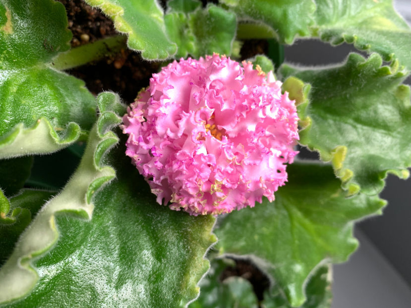 cum sa n-o iubesti?  :) - Plante de interior 2021