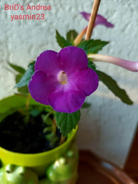  - A-Achimenes BriDs