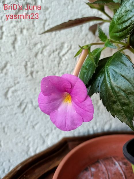 8.09.2021 - A-Achimenes BriDs