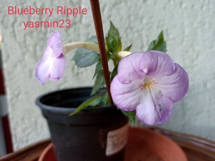 8.09.2021 - Blueberry Ripple