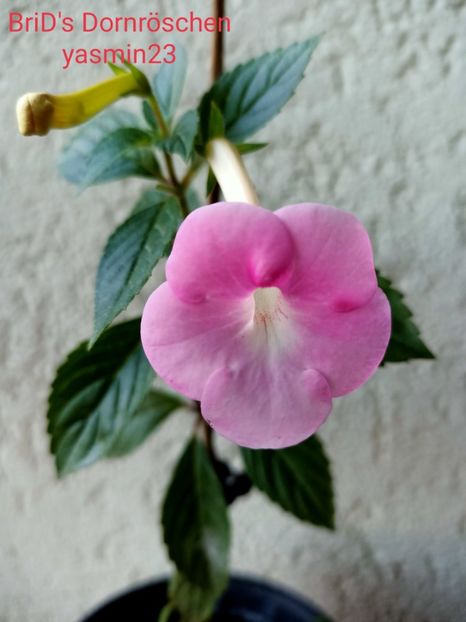 8.09.2021 - A-Achimenes BriDs