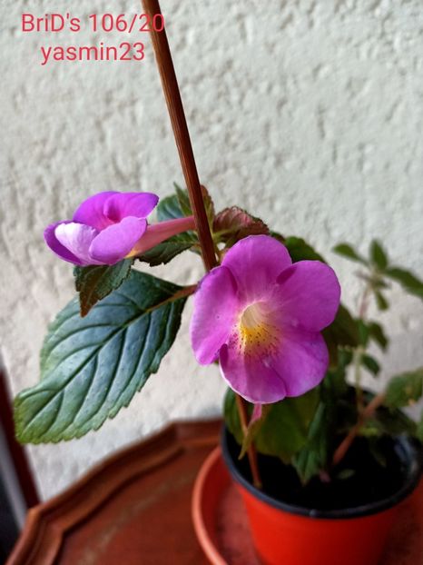8.09.2021 - A-Achimenes BriDs