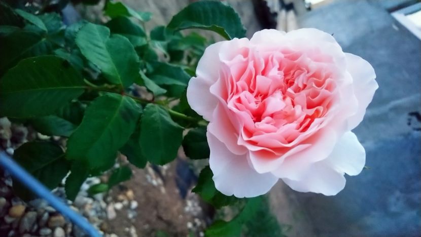 Rose deTolbiac - Alte flori din grădină 2021
