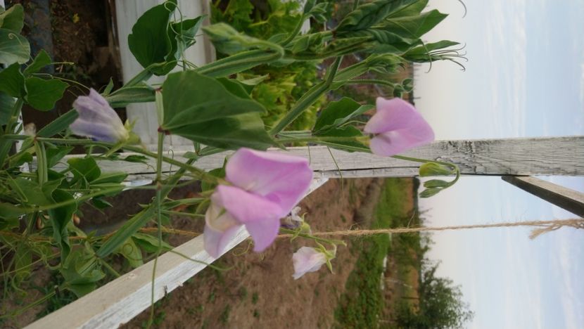 Lathyrus odoratus - Alte flori din grădină 2021