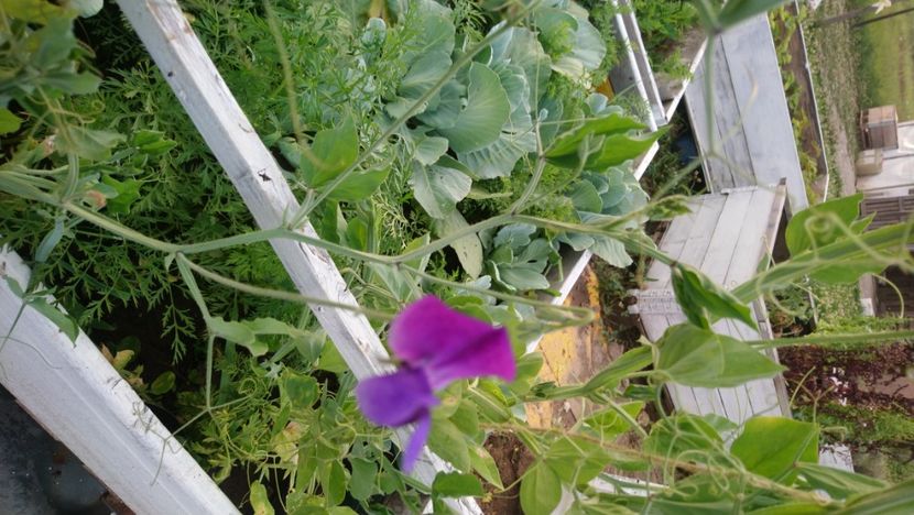 Lathyrus odoratus - Alte flori din grădină 2021