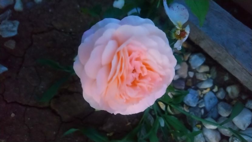 Rose de Tolbiac - Alte flori din grădină 2021