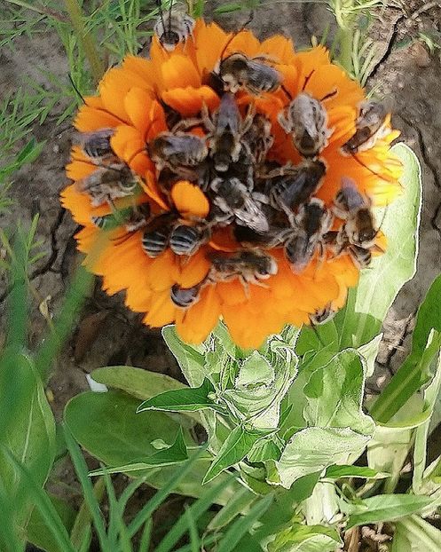 Galbenele pline de nectar  - Alte flori din grădină 2021