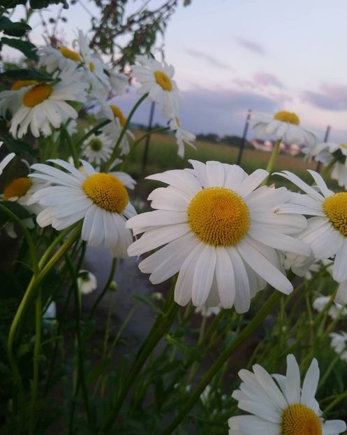 Margarete - Alte flori din grădină 2021