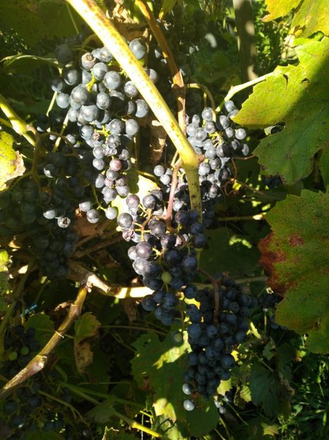 Hibrid timpuriu - Vita de vie