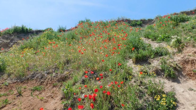 E vremea florilor de camp - 2021