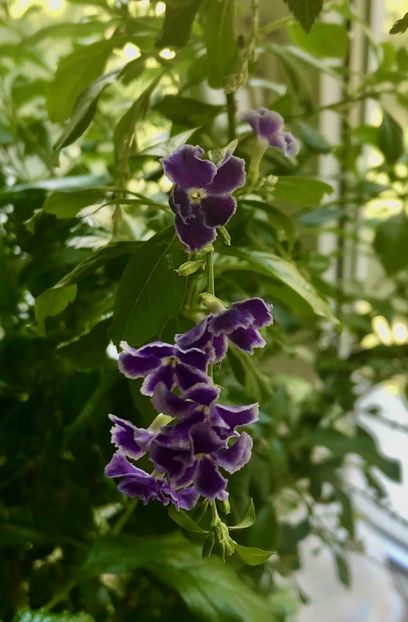 Duranta repens - Duranta repens