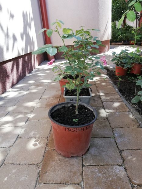 Pashmina - Trandafiri la ghivece si plante dec la ghivece