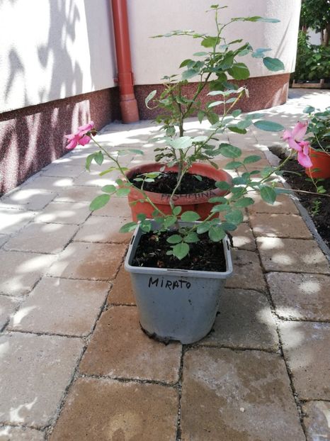 Mirato, - Trandafiri la ghivece si plante dec la ghivece