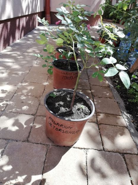 Rosarium Uetersener 20 ron - Nou trandafiri la ghivece si plante dec la ghivece