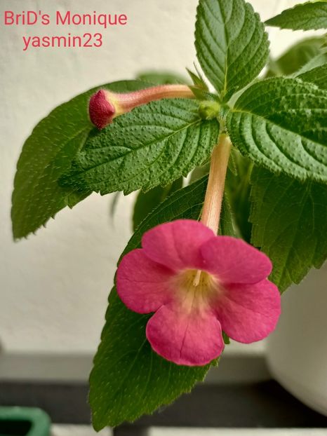9.09.2021 - A-Achimenes BriDs