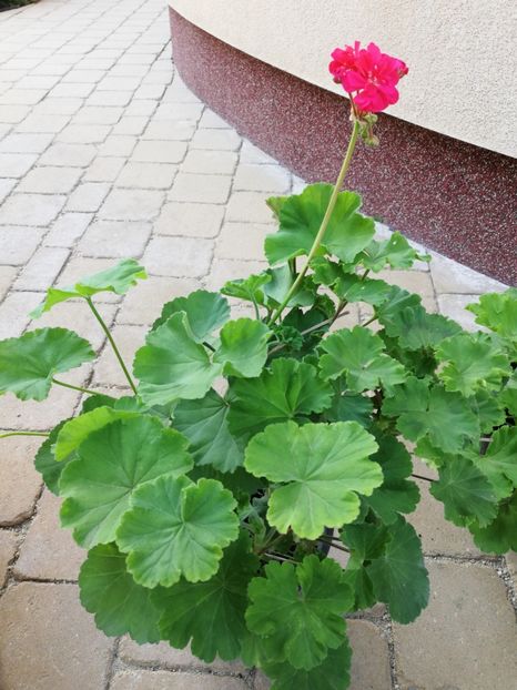 Muscata trandafiras - Trandafiri la ghivece si plante dec la ghivece