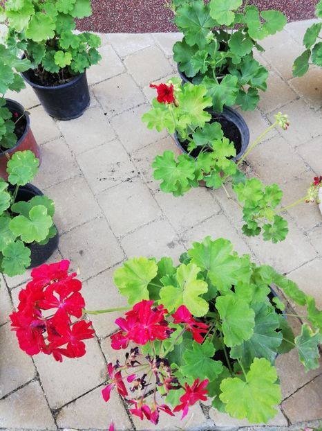 Muscata zonala rosie, - Trandafiri la ghivece si plante dec la ghivece