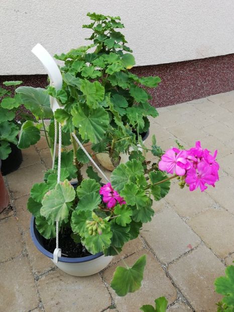 Muscata roz-lila 25 ron - Nou trandafiri la ghivece si plante dec la ghivece