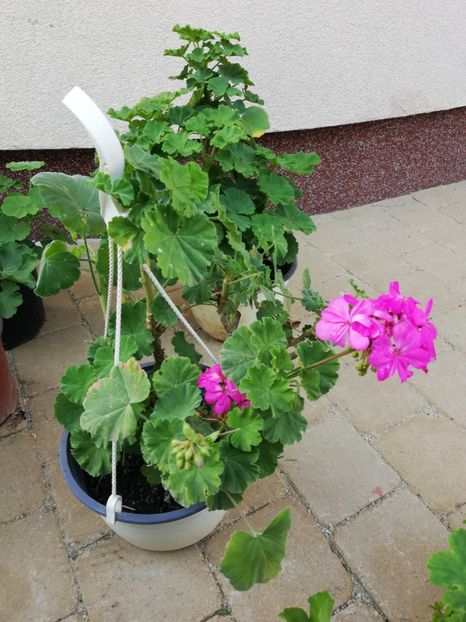 Muscata roz-lila - Trandafiri la ghivece si plante dec la ghivece