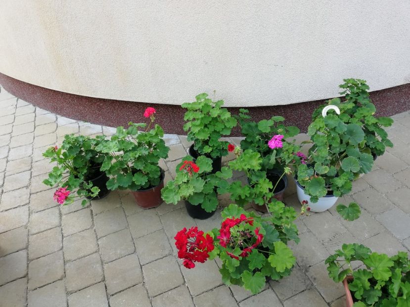  - Trandafiri la ghivece si plante dec la ghivece