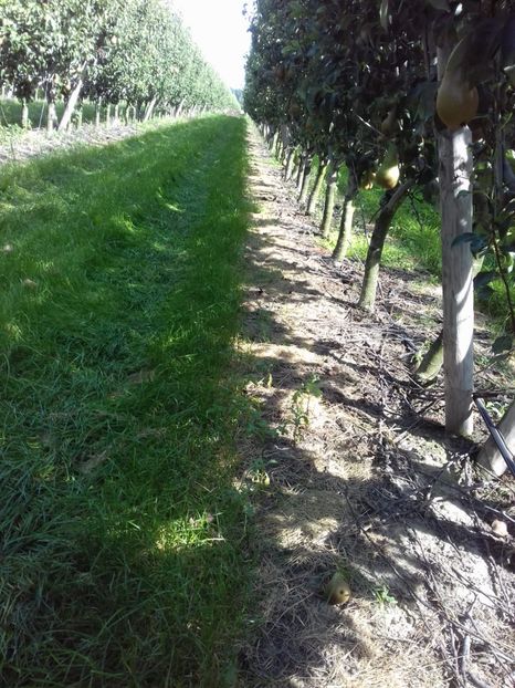 IMG-20210909-WA0059 - Belgia tati