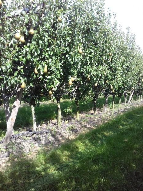 IMG-20210909-WA0033 - Belgia tati