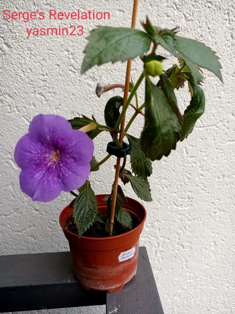 9.09.2021 - Serge-s Revelation 2