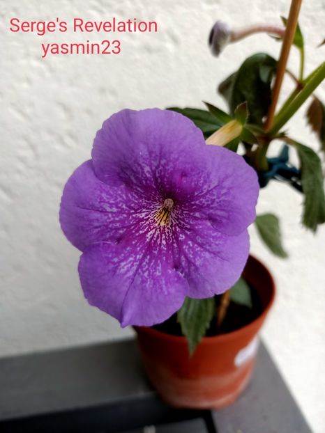 9.09.2021 - Achimenes 2021