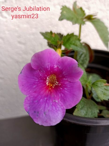 9.09.2021 - Achimenes 2021