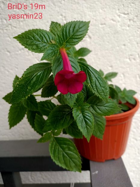 9.09.2021 - BriDs 19m