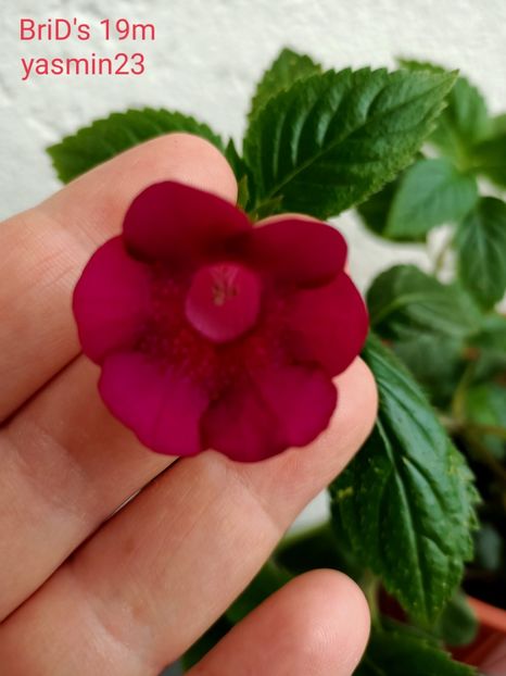 9.09.2021 - BriDs 19m