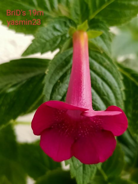 9.09.2021 - Achimenes 2021