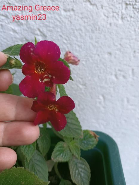  - Achimenes 2021