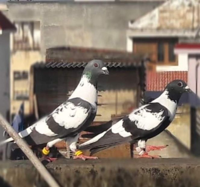  - Nu îmi aparțin 3